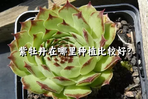 紫牡丹在哪里种植比较好？