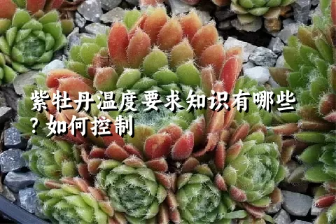 紫牡丹温度要求知识有哪些？如何控制