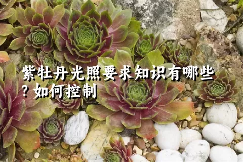 紫牡丹光照要求知识有哪些？如何控制