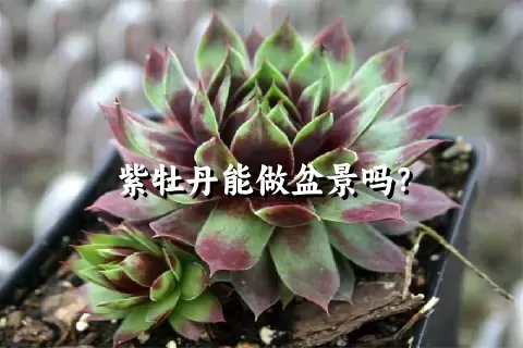 紫牡丹能做盆景吗？