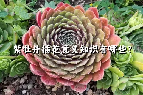 紫牡丹插花意义知识有哪些？