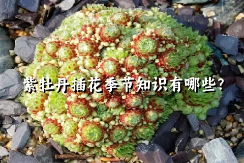 紫牡丹插花季节知识有哪些？