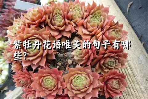 紫牡丹花语唯美的句子有哪些？