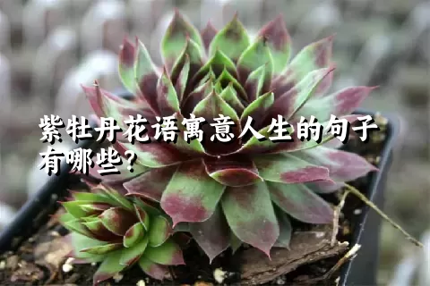 紫牡丹花语寓意人生的句子有哪些？