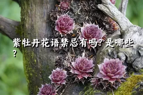 紫牡丹花语禁忌有吗？是哪些？