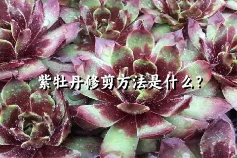 紫牡丹修剪方法是什么？