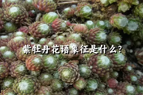 紫牡丹花语象征是什么？