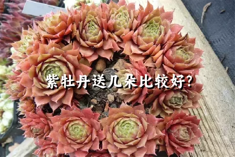 紫牡丹送几朵比较好？