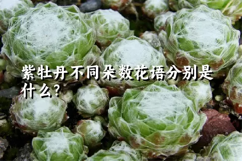 紫牡丹不同朵数花语分别是什么？