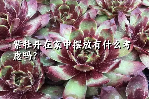 紫牡丹在家中摆放有什么考虑吗？