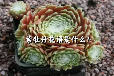 紫牡丹花语是什么？