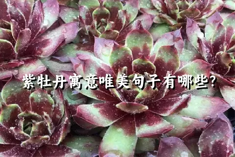 紫牡丹寓意唯美句子有哪些？