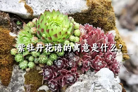 紫牡丹花语的寓意是什么？