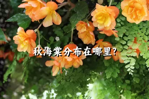 秋海棠分布在哪里?