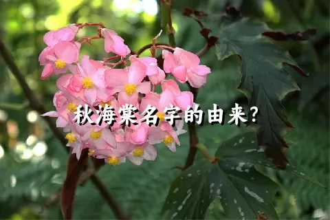 秋海棠名字的由来？