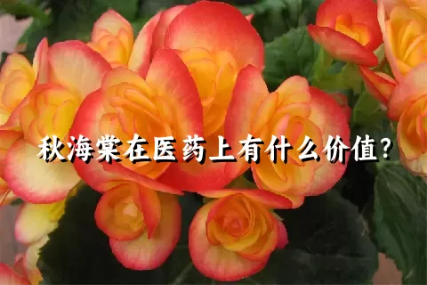 秋海棠在医药上有什么价值？