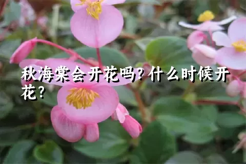 秋海棠会开花吗？什么时候开花？