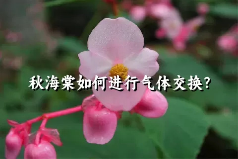 秋海棠如何进行气体交换？