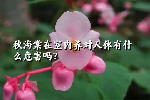 秋海棠在室内养对人体有什么危害吗？