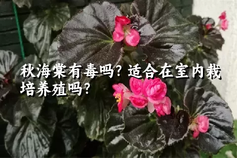 秋海棠有毒吗？适合在室内栽培养殖吗？