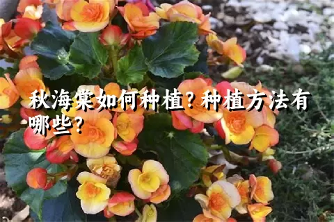 秋海棠如何种植？种植方法有哪些？