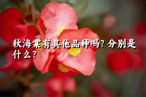 秋海棠有其他品种吗？分别是什么？