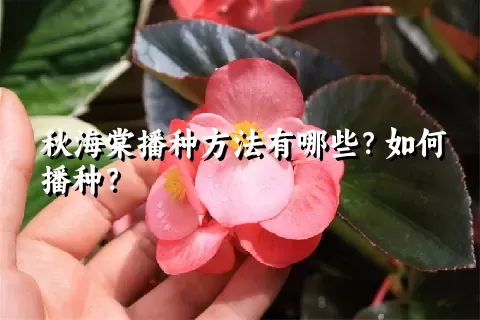 秋海棠播种方法有哪些？如何播种？