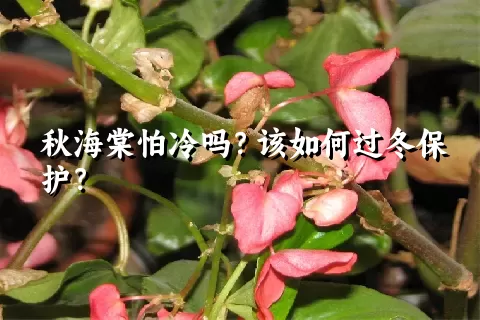 秋海棠怕冷吗？该如何过冬保护？