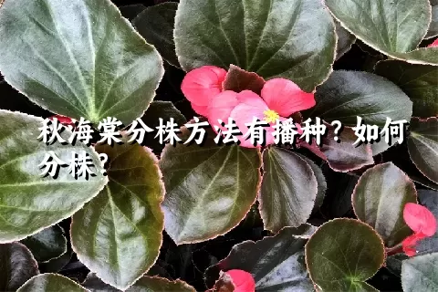 秋海棠分株方法有播种？如何分株？