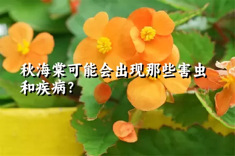 秋海棠可能会出现那些害虫和疾病？