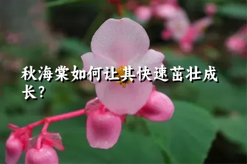 秋海棠如何让其快速茁壮成长？