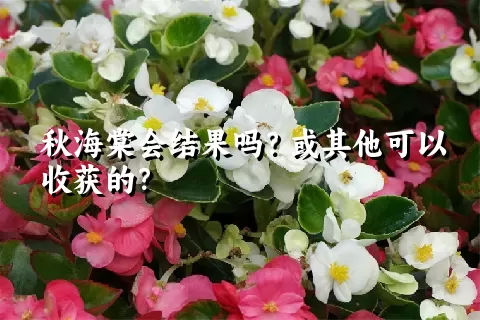 秋海棠会结果吗？或其他可以收获的？