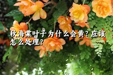 秋海棠叶子为什么会黄？应该怎么处理？