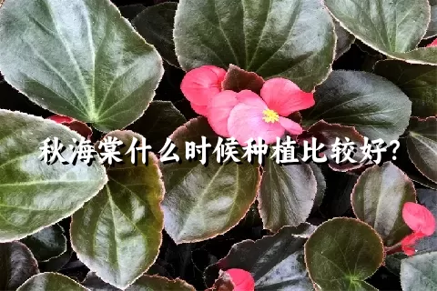 秋海棠什么时候种植比较好？