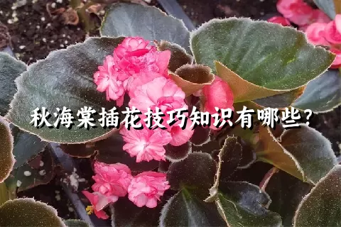 秋海棠插花技巧知识有哪些？