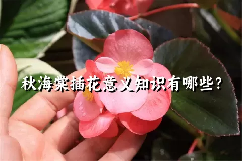 秋海棠插花意义知识有哪些？