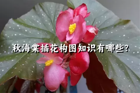 秋海棠插花构图知识有哪些？