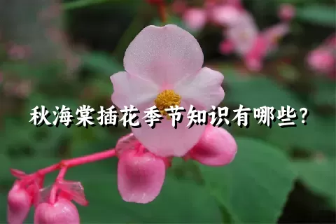 秋海棠插花季节知识有哪些？