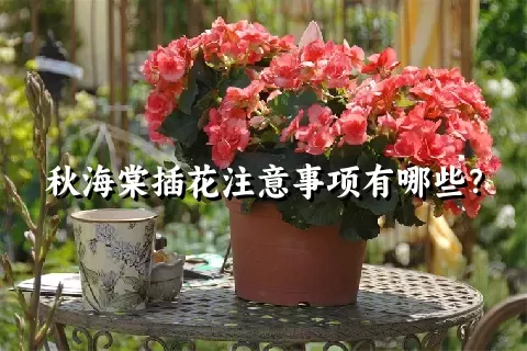 秋海棠插花注意事项有哪些？