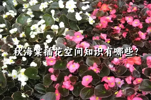 秋海棠插花空间知识有哪些？