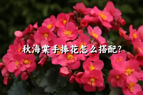 秋海棠手捧花怎么搭配？