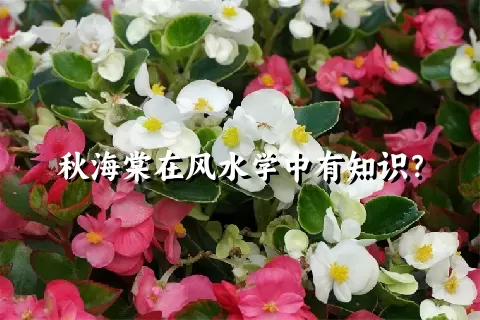 秋海棠在风水学中有知识？