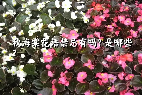 秋海棠花语禁忌有吗？是哪些？