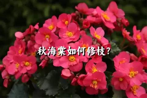 秋海棠如何修枝？