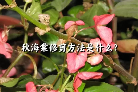 秋海棠修剪方法是什么？