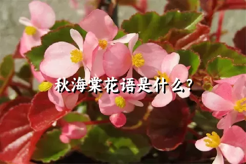 秋海棠花语是什么？