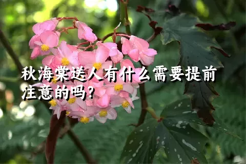 秋海棠送人有什么需要提前注意的吗？