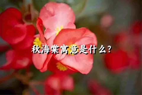 秋海棠寓意是什么？