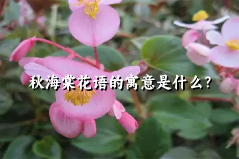 秋海棠花语的寓意是什么？