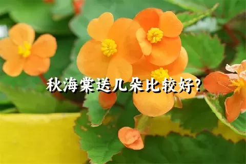 秋海棠送几朵比较好？